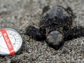 Leatherback Sea Turtle