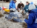 Leatherback Sea Turtle