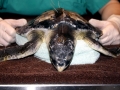 Leatherback Sea Turtle