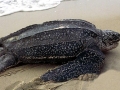 Leatherback Sea Turtle