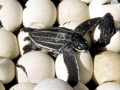 Leatherback Sea Turtle
