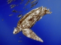 Leatherback Sea Turtle