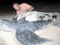 Leatherback Sea Turtle