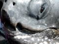 Leatherback Sea Turtle