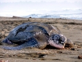 Leatherback Sea Turtle