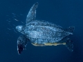 Leatherback Sea Turtle