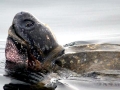 Leatherback Sea Turtle
