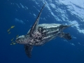Leatherback Sea Turtle