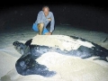 Leatherback Sea Turtle