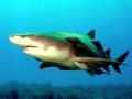 Lemon Shark
