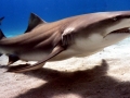 Lemon Shark