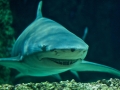 Lemon Shark