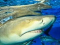 Lemon Shark