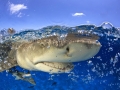 Lemon Shark