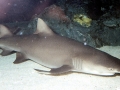 Lemon Shark