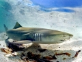 Lemon Shark