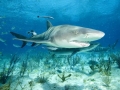 Lemon Shark