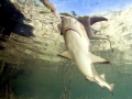 Lemon Shark