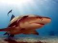 Lemon Shark