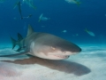 Lemon Shark
