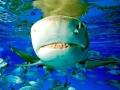 Lemon Shark