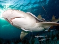 Lemon Shark