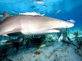 Lemon Shark