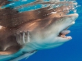 Lemon Shark