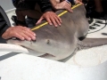 Lemon Shark