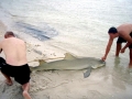 Lemon Shark