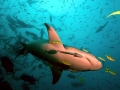 Lemon Shark
