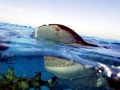 Lemon Shark