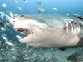 Lemon Shark