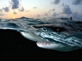 Lemon Shark