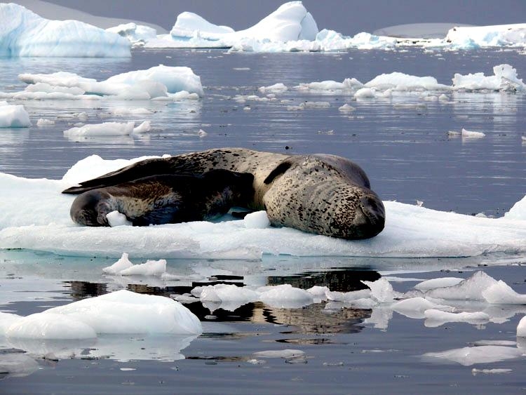 Leopard Seal