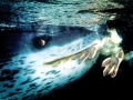 Leopard Seal
