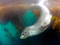 Leopard Seal