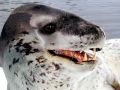 Leopard Seal