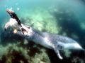 Leopard Seal