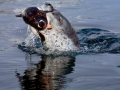 Leopard Seal