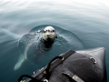 Leopard Seal
