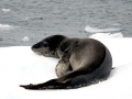 Leopard Seal