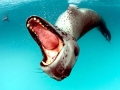 Leopard Seal