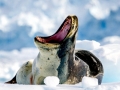 Leopard Seal