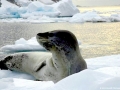 Leopard Seal