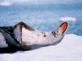 Leopard Seal