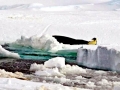 Leopard Seal