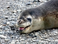 Leopard Seal