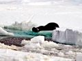 Leopard Seal