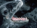 Leopard Seal